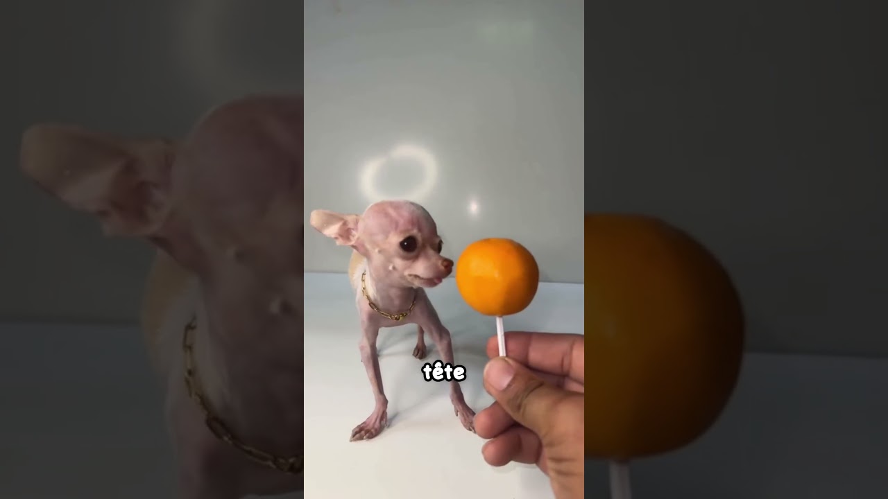 Ce chien ne pèse que 250 grammes à l'âge de 10 ans 🥺❤️ #shorts